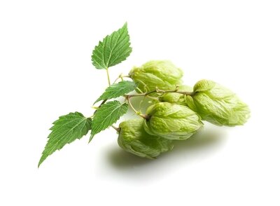 Dry hopping definition